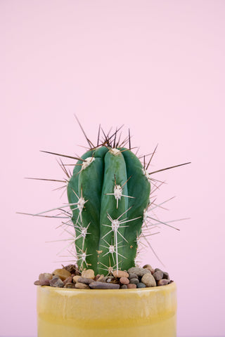 Cacti