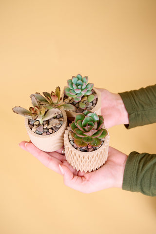 Plant Sets