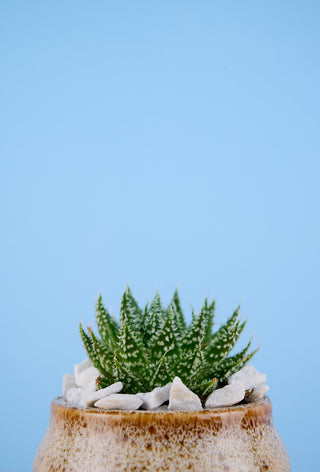 Succulents