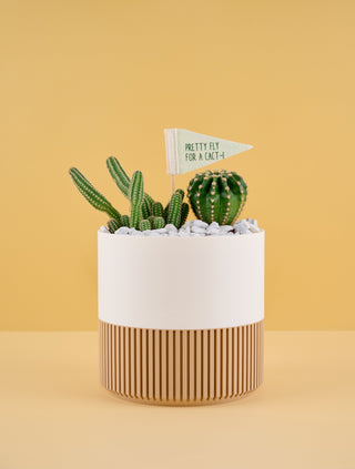 Cactus in a white pot with a wooden base on a yellow background