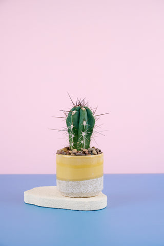 Spikey Sam Family