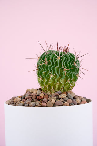 Spikey Sam Family