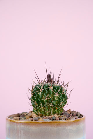 Spikey Sam Family