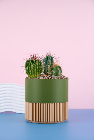 Spikey Sam Family