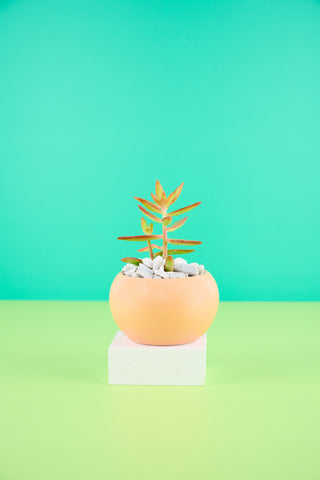 Peach Pot Palmer's Choice