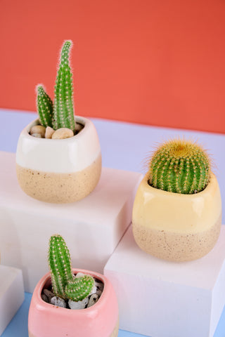 Itty Bitty Mini's