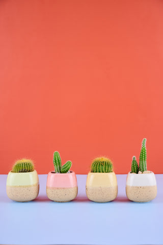 Itty Bitty Mini's