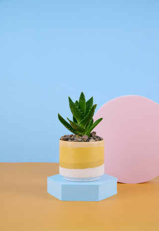 Alli The Aloe Family