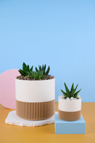 Alli The Aloe Family