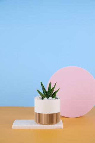 Alli The Aloe Family