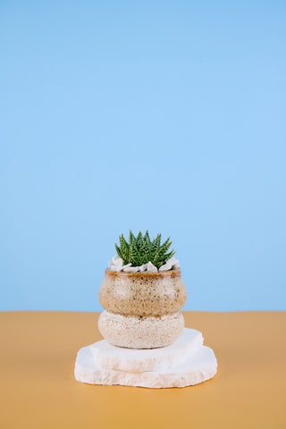Alli The Aloe Family