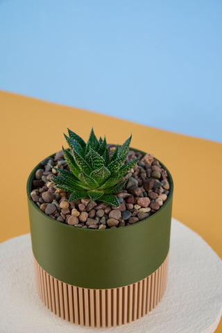 Alli The Aloe Family