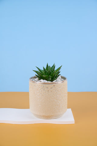 Alli The Aloe Family